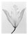 Lily no.3 Black and White Analogue Floral Photography Edition of 15 2023 For Sale