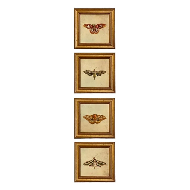 Illustration Set of 4 Vintage Style Moth Prints, Framed For Sale - Image 3 of 9