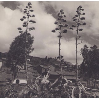 Hanna Seidel, Bolivia, Plants, 1960s, Black & White Photography For Sale