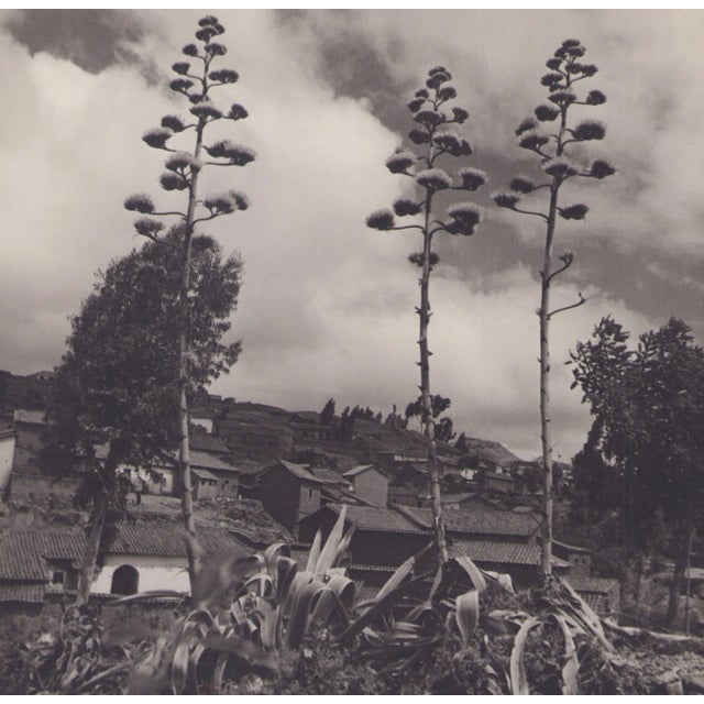 Hanna Seidel, Bolivia, Plants, 1960s, Black & White Photography For Sale