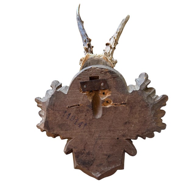 1900s Roe Deer Trophy 40 Black Forest Antlers Mount For Sale - Image 4 of 5