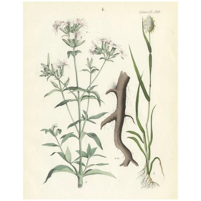 Calwer, Hand-Colored Botanical Lithograph of Soapwort and Yellow Asphodel, 1854, Print For Sale