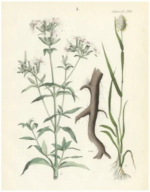 Calwer, Hand-Colored Botanical Lithograph of Soapwort and Yellow Asphodel, 1854, Print