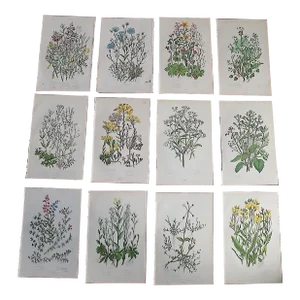 Antique 19th Century Botanical Lithographs - Set of 12