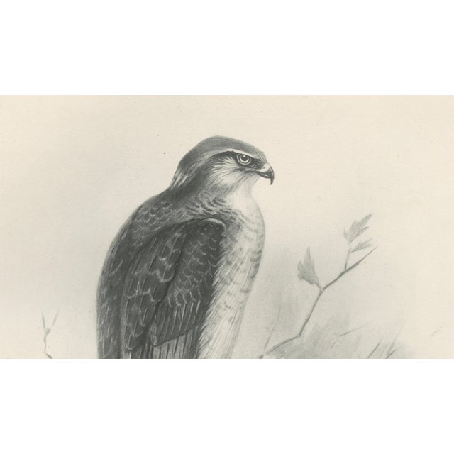 Gold Lilian M. Medland, Adult Sparrowhawk and Chicks, 1908, Monochrome Ornithological Plates, Set of 2 For Sale - Image 8 of 10