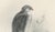 Gold Lilian M. Medland, Adult Sparrowhawk and Chicks, 1908, Monochrome Ornithological Plates, Set of 2 For Sale - Image 8 of 10