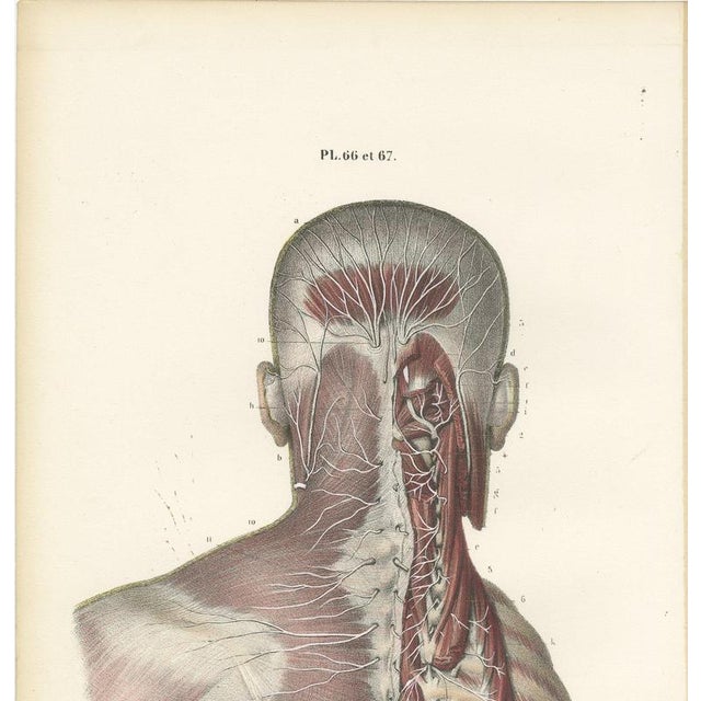 Hirschfeld and Leveille, Nerves of the Whole Back, Hirschfeld Double Folding Plate, 1866, Paper For Sale - Image 3 of 12
