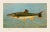 2020s American Fish 31 the Sacramento Pike by Harris CFA Edition Giclee Print For Sale - Image 5 of 6
