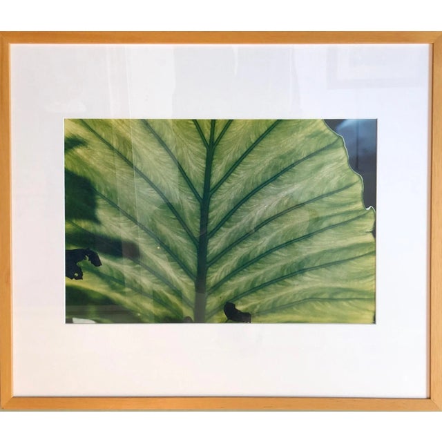 Evelyn Lauder, Luminous Leaf Color Photo C Print Foliage Vintage Plant Photograph Evelyn Lauder, 1999 For Sale - Image 10 of 10