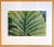 Evelyn Lauder, Luminous Leaf Color Photo C Print Foliage Vintage Plant Photograph Evelyn Lauder, 1999 For Sale - Image 10 of 10