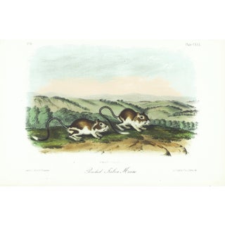 1854 Audubon Quadruped Octavo Lithograph "Plate 130 Pouched Jirboa Mouse" For Sale