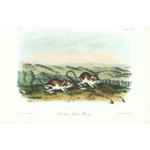 1854 Audubon Quadruped Octavo Lithograph "Plate 130 Pouched Jirboa Mouse" For Sale