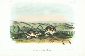 1854 Audubon Quadruped Octavo Lithograph "Plate 130 Pouched Jirboa Mouse"
