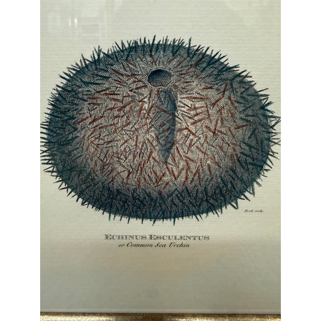 2010s Paragon Echinus Esculentus I & II Art Prints, Set of Two For Sale - Image 5 of 12
