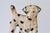 Metal Pair of Vintage Cast Iron Dalmatian Dog Food & Water Bowl Holders For Sale - Image 7 of 13