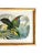 Audubon Style Yellow-Crowned Amazon Parrot Modern Print of 1857 Color Engraving, Faux Bamboo Frame For Sale In Jacksonville, FL - Image 6 of 9