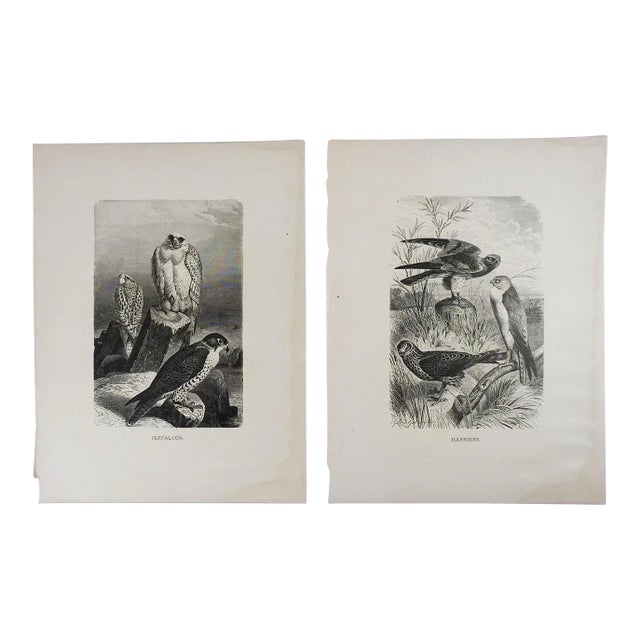 Antique Raptor Engravings - a Pair For Sale