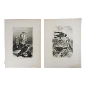 Antique Raptor Engravings - a Pair