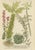 Baroque Johann Wilhelm Weinmann, Sedum and Succulent Plants, 1737, Engraving For Sale - Image 3 of 10