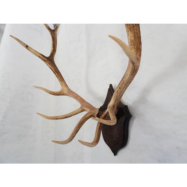 Elk Antler Mounted on Wooden Plaque For Sale - Image 4 of 16