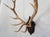 Elk Antler Mounted on Wooden Plaque For Sale - Image 4 of 16