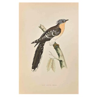 Alexander Francis Lydon, Great Spotted Cuckoo, Woodcut Print, 1870 For Sale