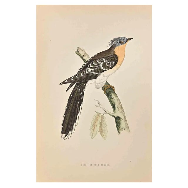 Alexander Francis Lydon, Great Spotted Cuckoo, Woodcut Print, 1870 For Sale