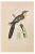 Alexander Francis Lydon, Great Spotted Cuckoo, Woodcut Print, 1870 For Sale