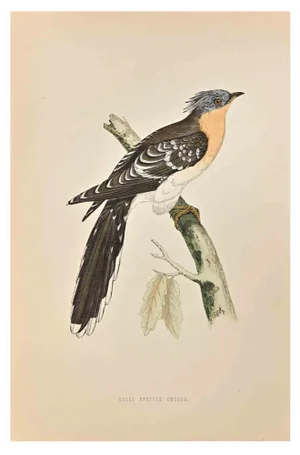Alexander Francis Lydon, Great Spotted Cuckoo, Woodcut Print, 1870