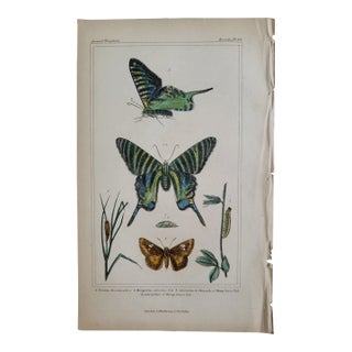 Antique "The Animal Kingdom" Insecta Butterfly Engraving by Baron Georges Cuvier For Sale