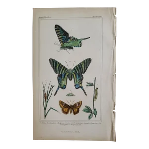 Antique "The Animal Kingdom" Insecta Butterfly Engraving by Baron Georges Cuvier
