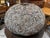 Design Plus Gallery presents a Table Lamp of Mosaic Shells. This rotund lamp is a natural beauty for your home, and a...