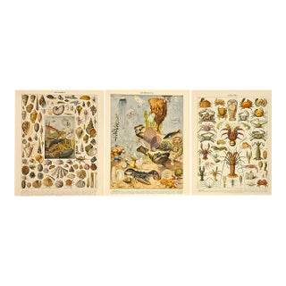 1897 Rare Set of 3-French Antique Lithographs-Seashells, Oceanography, Crustaceans For Sale