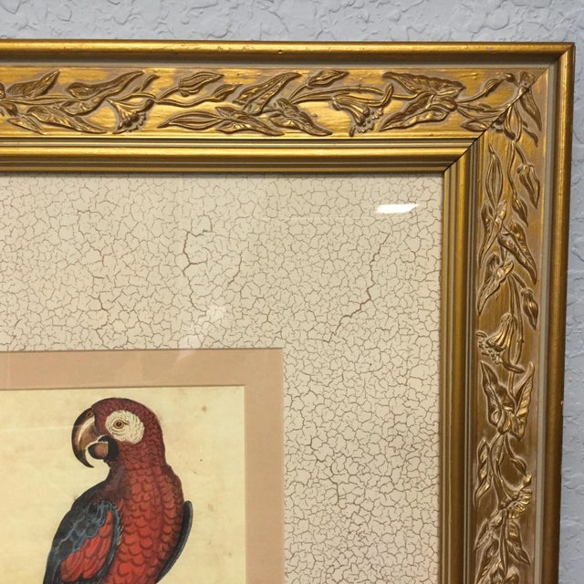 Vintage Framed Jamaican Macaw Lithograph Print For Sale In Tampa - Image 6 of 9