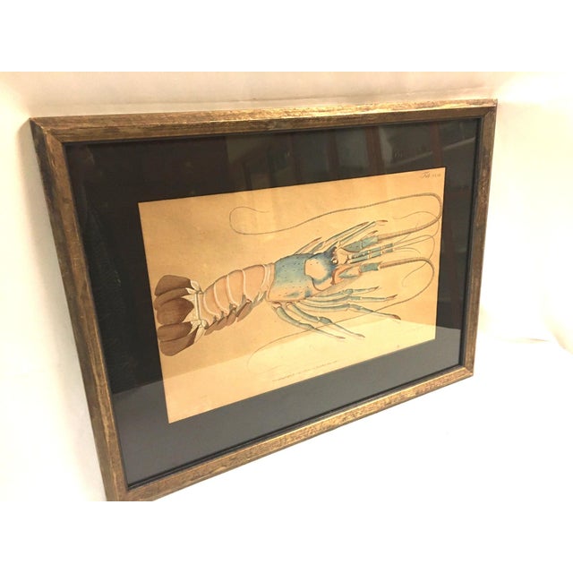 Group of Four Crustaceans Studies 1793 by f.d. Heidenreich For Sale In Savannah - Image 6 of 18