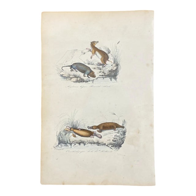 French Antique 18th Century Animal Engraving Hand Colored Signed Artwork For Sale