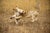 2020s Predators & the Wild Encounters Coffee Table Album For Sale - Image 5 of 17