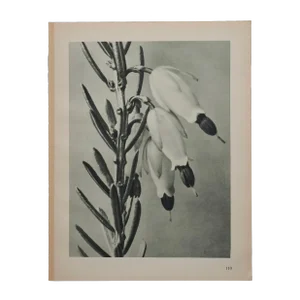 Original Karl Blossfeldt Photogravure Botanical Print