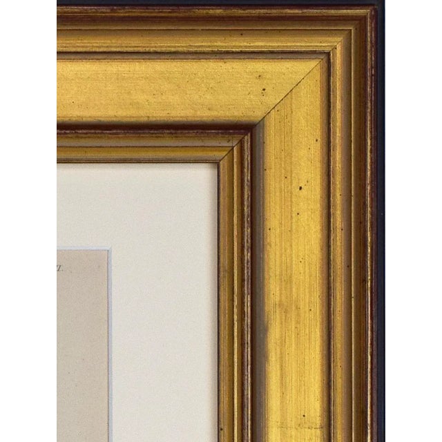 19th C Antique Hand Colored Tropical Fruit Print by William Rhind, London 1874 For Sale In New York - Image 6 of 7