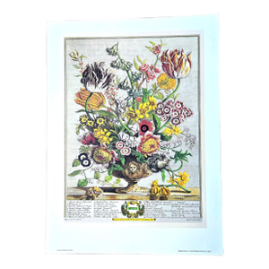 1980s Vintage Robert Furber April Botanical From "Twelve Months of Flowers” Pierpont Morgan Library Print