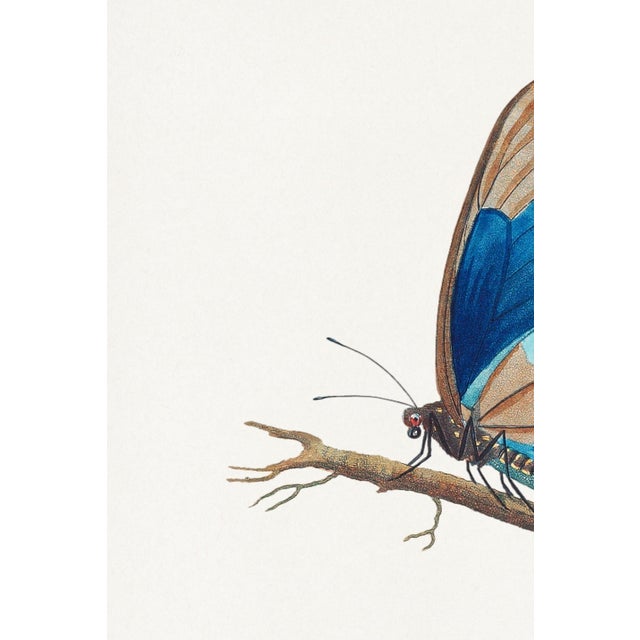 Illustration Butterflies by Thomas Say, Vintage Entomology Art Print Reproduction, 24" × 36" For Sale - Image 3 of 8