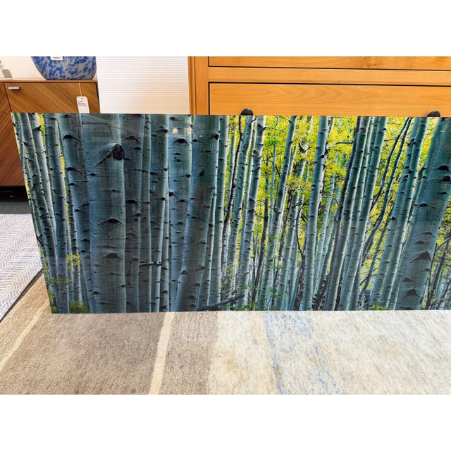 Peter Lik "Endless Birches" Photographic Acrylic Mount For Sale In San Francisco - Image 6 of 17