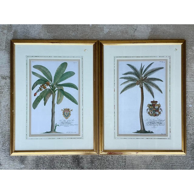 Late 20th Century Vintage Crested Palm Etchings - A Pair For Sale - Image 5 of 12