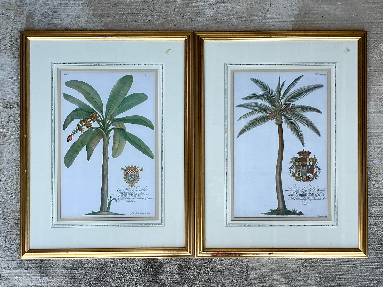 Vintage Crested Palm Etchings - A Pair - Top view