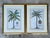 Late 20th Century Vintage Crested Palm Etchings - A Pair For Sale - Image 5 of 12