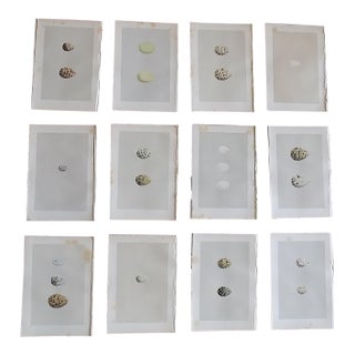 Antique 19th Century Hand Colored Egg Lithographs - Set of 12 For Sale