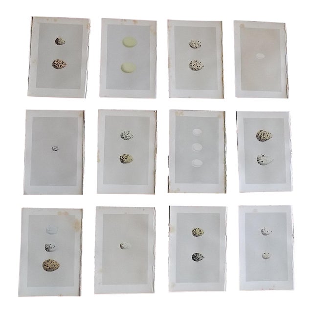 Antique 19th Century Hand Colored Egg Lithographs - Set of 12 For Sale