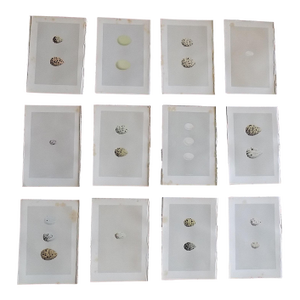 Antique 19th Century Hand Colored Egg Lithographs - Set of 12