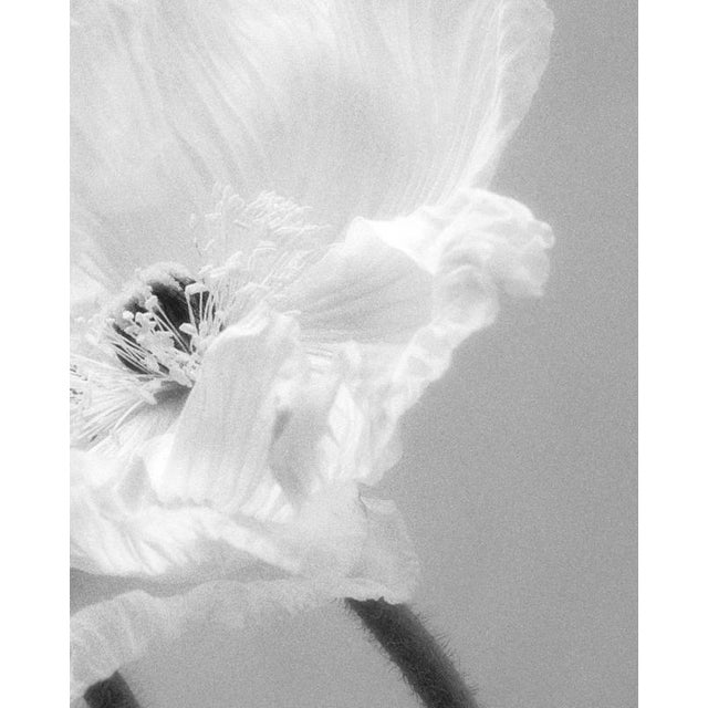 Coupled Poppies’ photographed in London, United Kingdom 2023. It is a still life black and white film photograph, made...