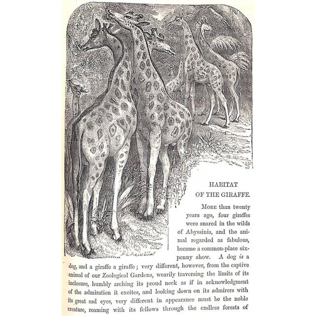 "Wild Sports of the World: A Boy's Book of Natural History and Adventure" 1862 Greenwood, James For Sale - Image 12 of 12